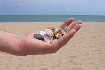 Seashells and stones in male hands on the background of the sea and sand, the ocean seashore, close-up, copy space.