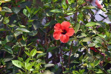 hibiscus shrub with red flower
