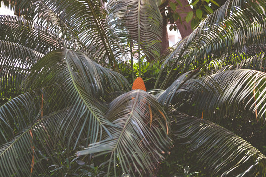 Encephalartos laurentianus shrub. Subtropical cycad evergreen palm like plant with red cones. Cycas.