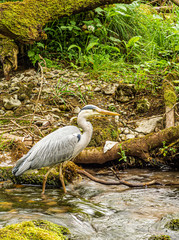 Yorkshire Dales - Heron in Gordale Scar
