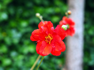Fototapeta premium Blooming red Gaum flower during Spring time with green Ivy background