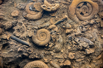 Close up of a prehistoric bottom of an ocean with various fossils of Ammonoidea,  mollusc animals...