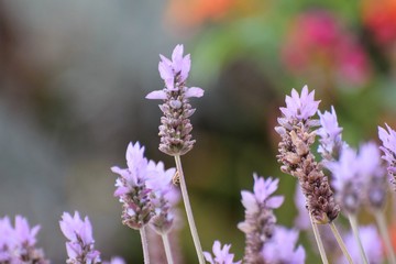Beautiful summer lavender flowers garden