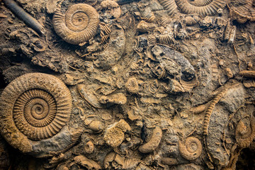 Close up of a prehistoric bottom of an ocean with various fossils of Ammonoidea,  mollusc animals...