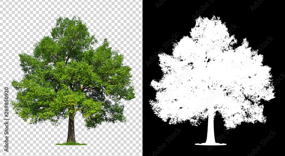 Poster single tree on transparent with clipping path