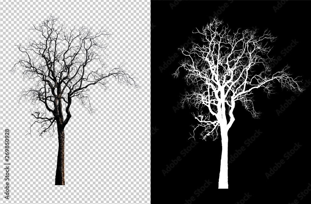 Poster single tree without leaf with clipping path