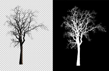 single tree without leaf with clipping path