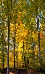 Obraz premium autumn on an alley with stairs in a forest