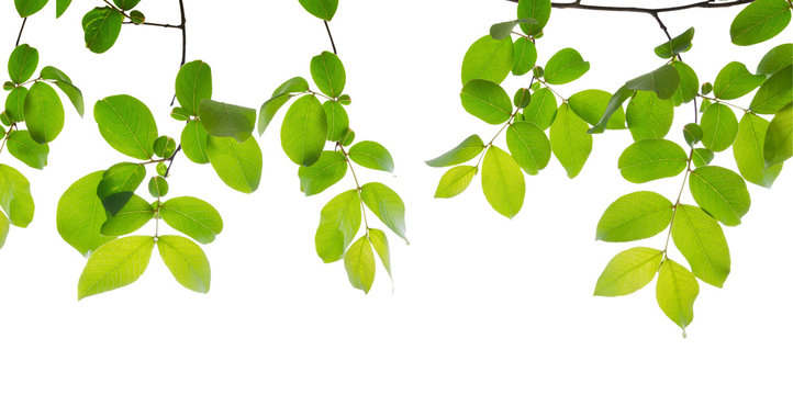 Fototapeta Green leaves isolated on a white background