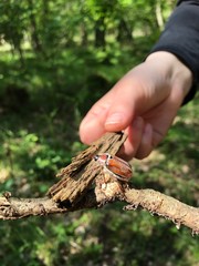 Maikäfer auf Holz