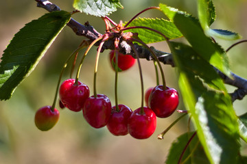 Red cherries in a branch with leaves