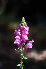 Pink, white and green flower