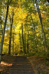 autumn on an alley with stairs in a forest