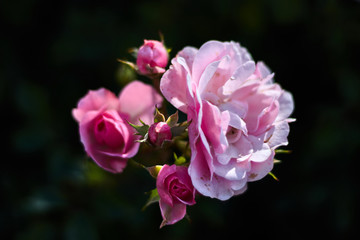 Pink rose and small tulips