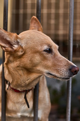 Dog looks at the distance forever