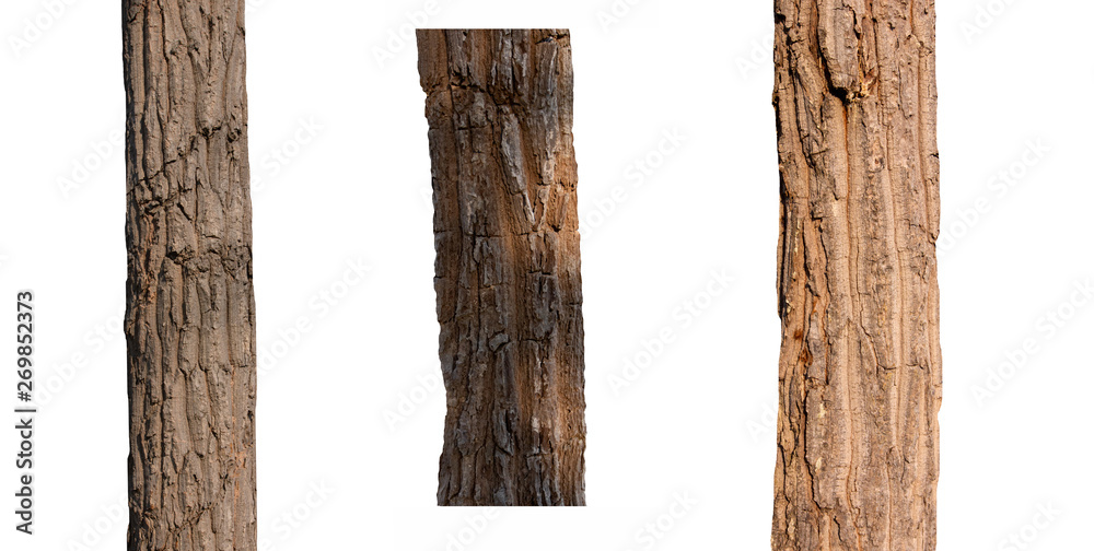 Poster isolated tree trunk collection on white backdrop
