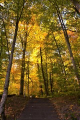 Obraz premium autumn on an alley with stairs in a forest