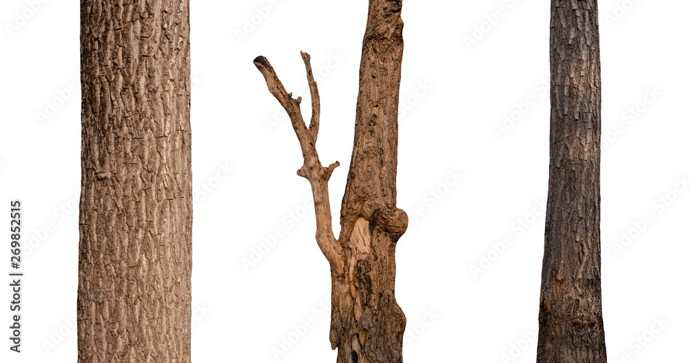 Poster isolated tree trunk collection on white backdrop