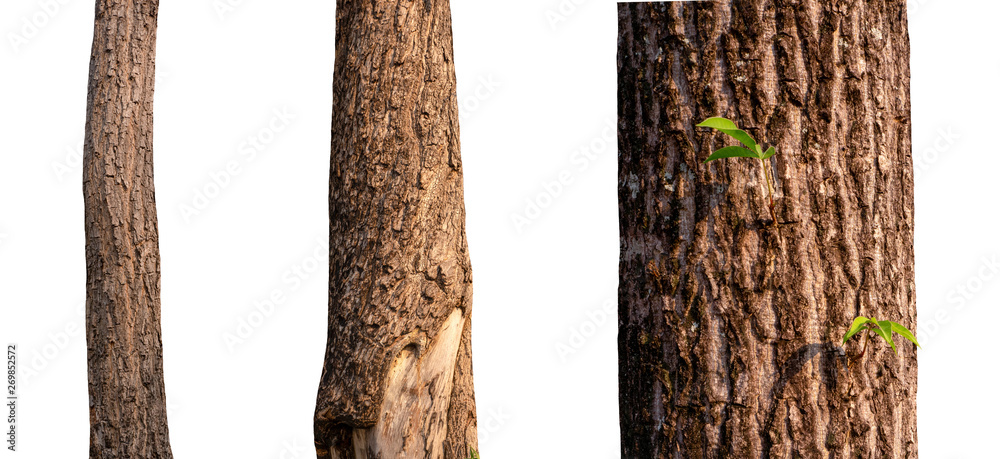 Poster isolated tree trunk collection on white backdrop