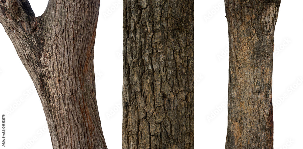 Poster isolated tree trunk Collection on White Backdrop