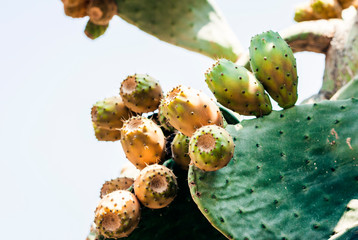 Fruits of Prickly pear cactus with fruits also known as Opuntia, ficus-indica, Indian fig opuntia in the street of Taormina, Sicily, Italy.