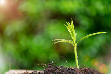 The seedling green sprout are growing in the soil with green bokeh background. The concept of nature growth, Business growth, World environment day.
