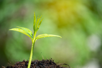 The seedling green sprout are growing in the soil with green bokeh background. The concept of nature growth, Business growth, World environment day.