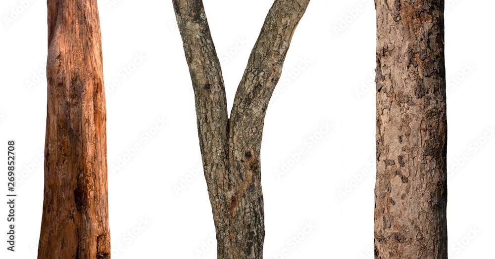 Poster isolated tree trunk collection on white backdrop