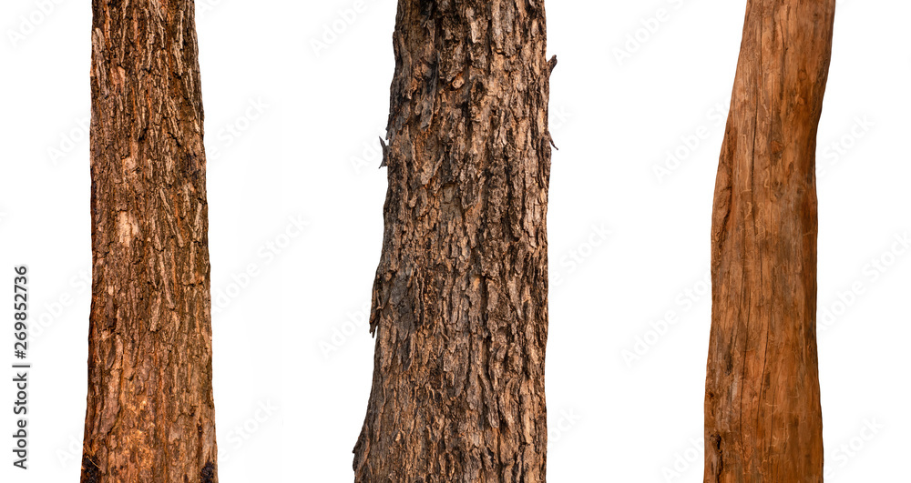 Poster isolated tree trunk collection on white backdrop