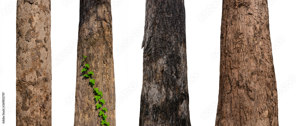 Poster isolated tree trunk Collection on White Backdrop