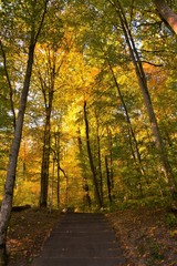 autumn on an alley with stairs in a forest