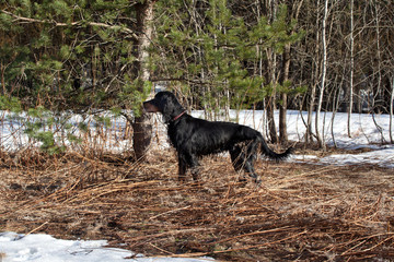 Dog breed  Setter Gordonin early spring forest on nature