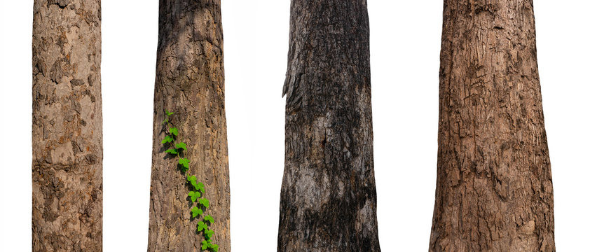 isolated tree trunk Collection on White Backdrop