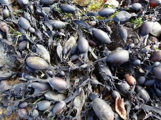 Algues sur un rivage breton