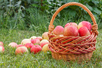 Red apples in a wicker basket and on green grass in the orchard. Fresh ripe apples