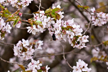 Blooming pink sakura in early spring