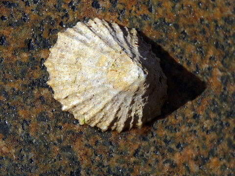 Patelle