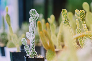 Variety of Small cactus and succulent plants in various pots to decorate in coffee shops