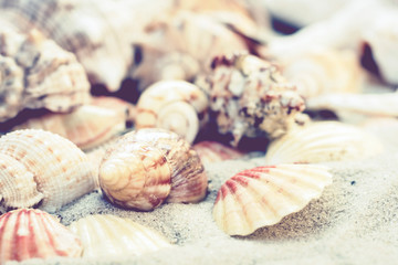 Seashells, stones and sea stars on the sand, summer beach background travel concept with copy space for text.
