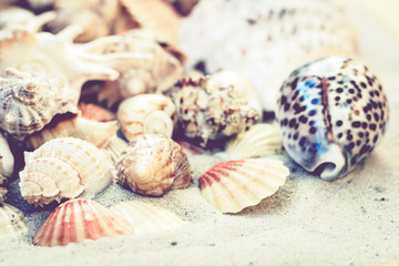 Obraz na płótnie Canvas Seashells, stones and sea stars on the sand, summer beach background travel concept with copy space for text.