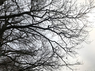 beautiful crowns of trees without leaves in winter, birds on tree crowns