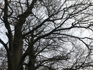 beautiful crowns of trees without leaves in winter, birds on tree crowns