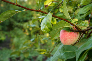 Apple on a branche of the tree in the orchard.