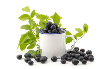 Blaubeeren