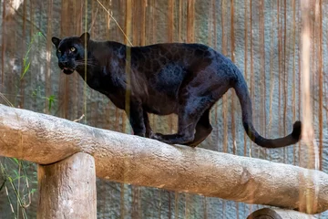 Fototapeten Schwarzer Panther steht auf einem Baumstamm und schaut in die Ferne © phichak
