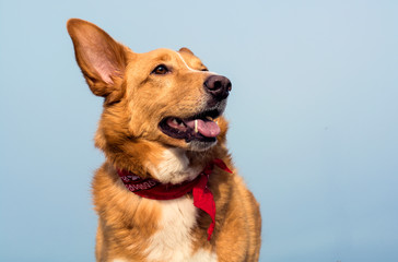 dog, mood. beauty,  sea