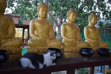 Świątynia Wielkiego Buddy, Phuket © Urszula