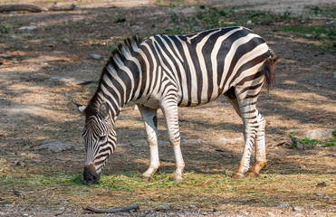 Male zebra feeding on grass in a zoo