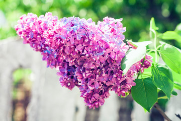 Lilac (Syringa) flower in blossom with leaves texture background, plants in a garden.