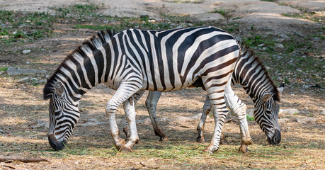 Fototapeta na wymiar Male and female zebras feeding on grass in opposite direction